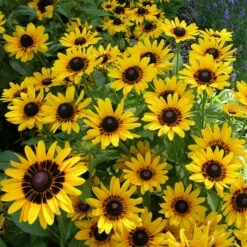 DENVER DAISY™ BLACK-EYED SUSAN