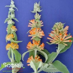 ORANGE SCEPTRE BUTTERFLY BUSH 11 ORANGE SCEPTRE BUTTERFLY BUSH -SOONER PLANT FARM Sales DETA 2263