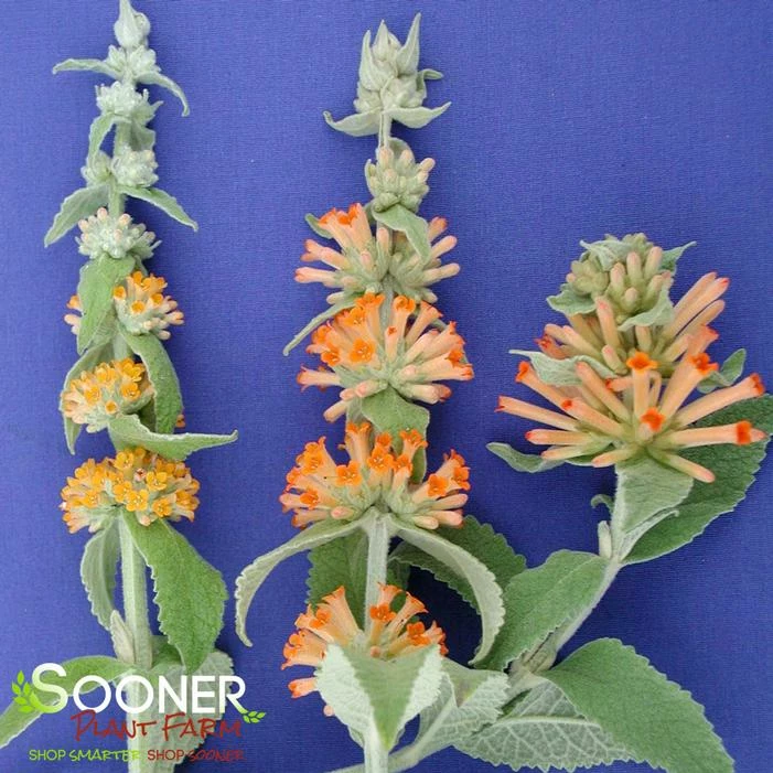 ORANGE SCEPTRE BUTTERFLY BUSH 7 ORANGE SCEPTRE BUTTERFLY BUSH - Image 5