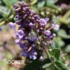 FLUTTERBY PETITE® BLUE HEAVEN BUTTERFLY BUSH 2 FLUTTERBY PETITE® BLUE HEAVEN BUTTERFLY BUSH -SOONER PLANT FARM Sales DETA 2277
