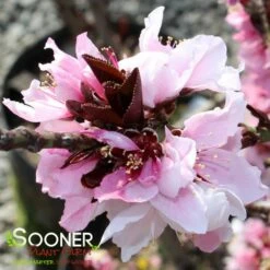 BONFIRE ORNAMENTAL PATIO PEACH -SOONER PLANT FARM Sales DETA 2289