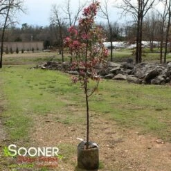 PRAIRIFIRE CRABAPPLE 10 PRAIRIFIRE CRABAPPLE -SOONER PLANT FARM Sales DETA 23