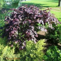 RUBY FALLS WEEPING REDBUD 10 RUBY FALLS WEEPING REDBUD -SOONER PLANT FARM Sales DETA 2311