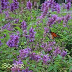 BLUE BOA HYSSOP -SOONER PLANT FARM Sales DETA 2312