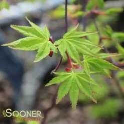 RYUSEN WEEPING JAPANESE MAPLE -SOONER PLANT FARM Sales DETA 2322