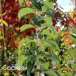 TOKYO TOWER CHINESE FRINGETREE