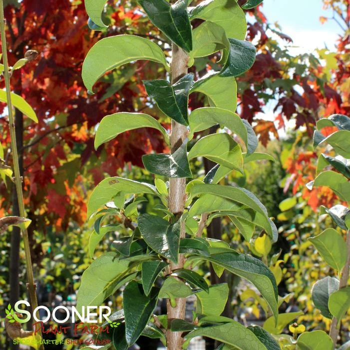 TOKYO TOWER CHINESE FRINGETREE 3 TOKYO TOWER CHINESE FRINGETREE