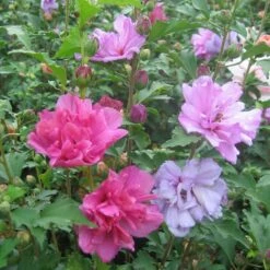 FIREWORKS DOUBLE ALTHEA