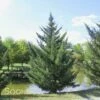 HETZI COLUMN JUNIPER -SOONER PLANT FARM Sales DETA 2415