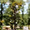 VELVET PILLAR CRABAPPLE -SOONER PLANT FARM Sales DETA 2429