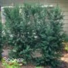 UPRIGHT PLUM YEW -SOONER PLANT FARM Sales DETA 2484