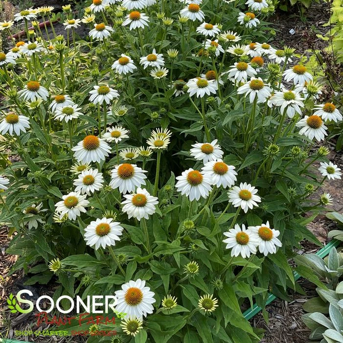 POW WOW® WHITE CONEFLOWER 4 POW WOW® WHITE CONEFLOWER - Image 2