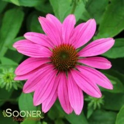 POW WOW® WILD BERRY CONEFLOWER 9 POW WOW® WILD BERRY CONEFLOWER -SOONER PLANT FARM Sales DETA 2502