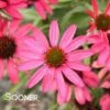 GLOWING DREAM CONEFLOWER -SOONER PLANT FARM Sales DETA 2543