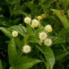 SUGAR SHACK® BUTTONBUSH 1 SUGAR SHACK® BUTTONBUSH -SOONER PLANT FARM Sales DETA 2575
