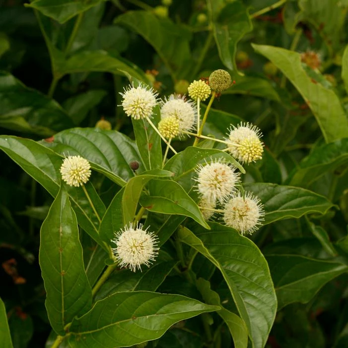 SUGAR SHACK® BUTTONBUSH 3 SUGAR SHACK® BUTTONBUSH