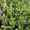 PATTI O BOX® JAPANESE HOLLY 2 PATTI O BOX® JAPANESE HOLLY -SOONER PLANT FARM Sales DETA 2582