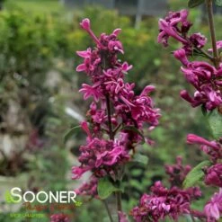 BLOOMERANG® DARK PURPLE LILAC 9 BLOOMERANG® DARK PURPLE LILAC -SOONER PLANT FARM Sales DETA 2592
