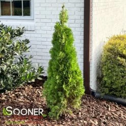 NORTH POLE® ARBORVITAE -SOONER PLANT FARM Sales DETA 2595