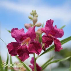 BURGUNDY DESERT WILLOW -SOONER PLANT FARM Sales DETA 26
