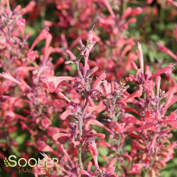 KUDOS™ CORAL HYSSOP 4 KUDOS™ CORAL HYSSOP - Image 2