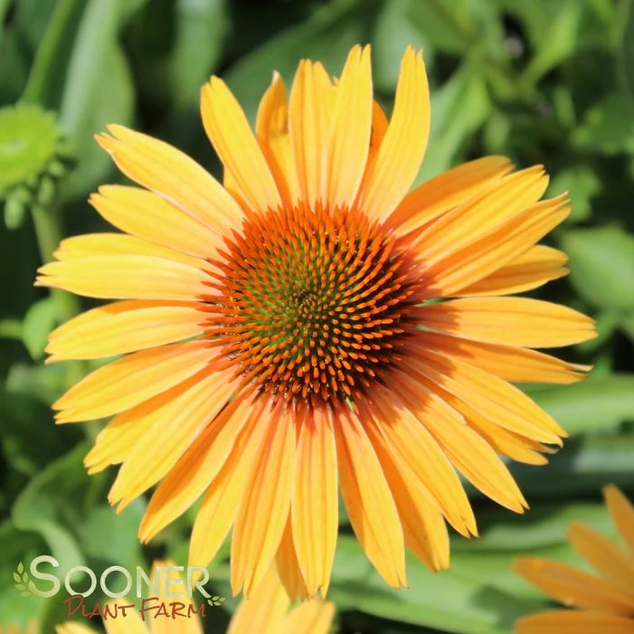 BIG KAHUNA CONEFLOWER 3 BIG KAHUNA CONEFLOWER