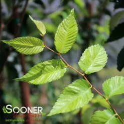 MUSASHINO COLUMNAR ZELKOVA