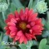 ARIZONA RED SHADES BLANKET FLOWER 2 ARIZONA RED SHADES BLANKET FLOWER -SOONER PLANT FARM Sales DETA 2653