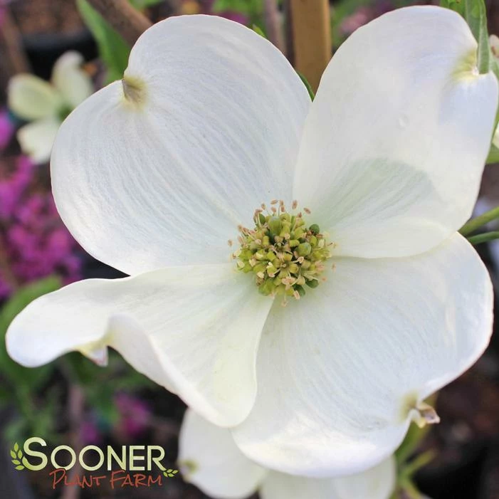 CHEROKEE PRINCESS® DOGWOOD 4 CHEROKEE PRINCESS® DOGWOOD - Image 2