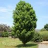 LINDSEY'S SKYWARD™ BALD CYPRESS 1 LINDSEY'S SKYWARD™ BALD CYPRESS -SOONER PLANT FARM Sales DETA 2703