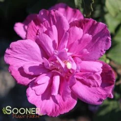 RASPBERRY SMOOTHIE™ ALTHEA 7 RASPBERRY SMOOTHIE™ ALTHEA -SOONER PLANT FARM Sales DETA 2704