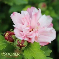 PEPPERMINT SMOOTHIE™ ALTHEA -SOONER PLANT FARM Sales DETA 2707