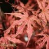 OLSEN'S FROSTED STRAWBERRY UPRIGHT JAPANESE MAPLE -SOONER PLANT FARM Sales DETA 2714
