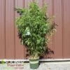 HARDY CLUMPING BAMBOO -SOONER PLANT FARM Sales DETA 2733