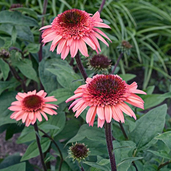 RASPBERRY TRUFFLE™ CONEFLOWER 3 RASPBERRY TRUFFLE™ CONEFLOWER