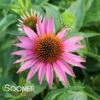 PICA BELLA CONEFLOWER 1 PICA BELLA CONEFLOWER -SOONER PLANT FARM Sales DETA 2750