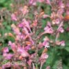 KUDOS™ AMBROSIA HYSSOP 1 KUDOS™ AMBROSIA HYSSOP -SOONER PLANT FARM Sales DETA 2754