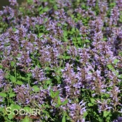 KUDOS™ SILVER BLUE HYSSOP -SOONER PLANT FARM Sales DETA 2757