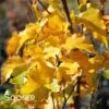 PARKLAND PILLAR® BIRCH -SOONER PLANT FARM Sales DETA 2848