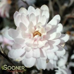 CENTENNIAL BLUSH™ STAR MAGNOLIA -SOONER PLANT FARM Sales DETA 2849