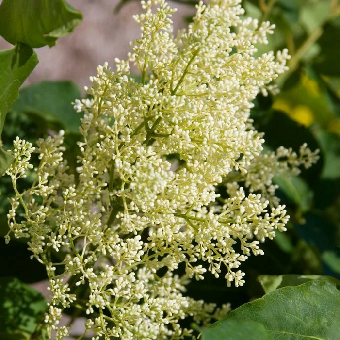 SNOWDANCE™ JAPANESE TREE LILAC 4 SNOWDANCE™ JAPANESE TREE LILAC - Image 2