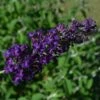 GROOVY GRAPE™ BUTTERFLY BUSH -SOONER PLANT FARM Sales DETA 2901