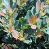 COPPERTONE™ DISTYLIUM 1 COPPERTONE™ DISTYLIUM -SOONER PLANT FARM Sales DETA 2904
