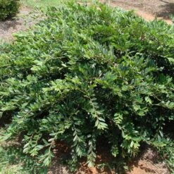 VINTAGE JADE DISTYLIUM -SOONER PLANT FARM Sales DETA 2905