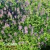 BLACK ADDER HYSSOP 2 BLACK ADDER HYSSOP -SOONER PLANT FARM Sales DETA 2928