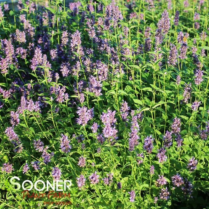 BLACK ADDER HYSSOP 3 BLACK ADDER HYSSOP