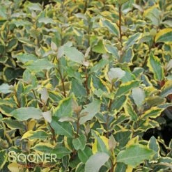 OLIVE MARTINI™ ELAEAGNUS -SOONER PLANT FARM Sales DETA 2968