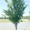 SUMMER'S TOWER™ REDBUD -SOONER PLANT FARM Sales DETA 2980