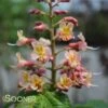 FORT MCNAIR HORSE CHESTNUT -SOONER PLANT FARM Sales DETA 2998
