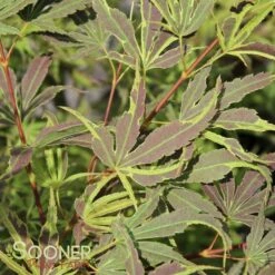 MANYO NO SATO UPRIGHT JAPANESE MAPLE 5 MANYO NO SATO UPRIGHT JAPANESE MAPLE -SOONER PLANT FARM Sales DETA 3000